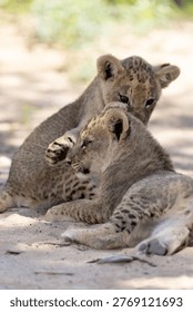 two tiny lion cubs playing