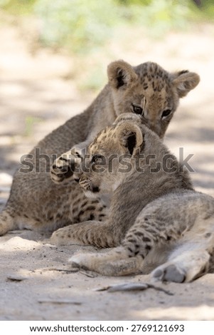 two tiny lion cubs playing