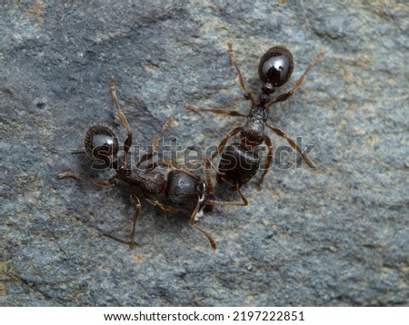 two tiny pavement ants (Tetramorium immigrans) greeting each other, on stone