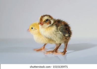 Two Tiny Quail Chicks. Studoi Shot.