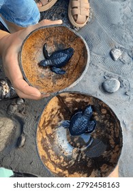 Two tiny sea turtle hatchlings inside traditional coconut shells ready to be released on a sandy beach