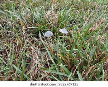 Two tiny silver gray pleated delicate mushrooms on green brown grass lawn