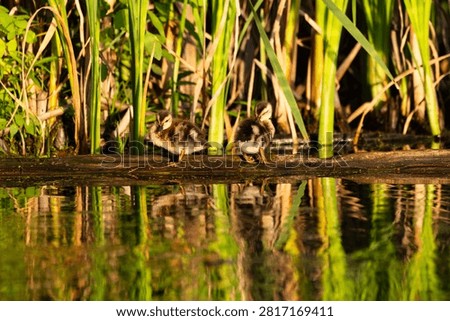 Two tiny wet Mallard ducklings grooming while standing on log in marsh during a summer golden hour morning, Neuville, Quebec, Canada