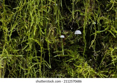 3,574 Tiny white mushrooms Images, Stock Photos & Vectors | Shutterstock