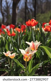 Two tipe of tulips in the same soil