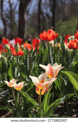 Two tipe of tulips in the same soil