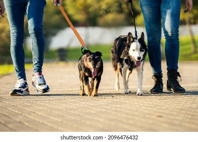 Two Tired Dogs On A Leash Walking With People