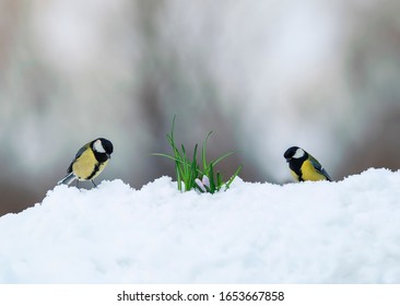 two tit birds walk on white snow in a spring Park next to lilac flowers risen snowdrops crocuses