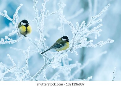 two titmice birds perch on branches covered in white snow in the winter Christmas garden