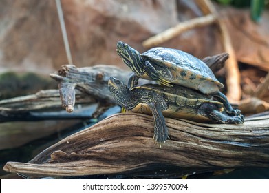 64 Turtles having sex Images, Stock Photos & Vectors | Shutterstock