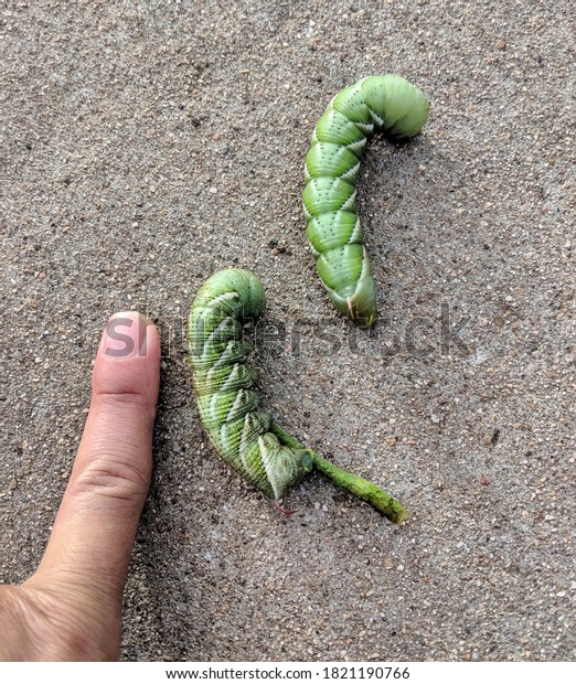 Two\
tobacco hornworms. Human finger for size\
reference