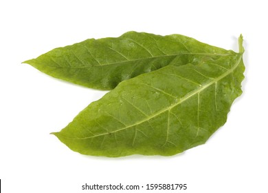 Two Tobacco Leaves Isolated On White