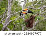 Two Toco Toucans sitting over brown birds nests in a tree, facing each other, Pantanal Wetlands, Mat