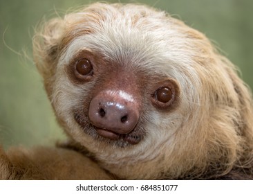 Two Toed Sloth