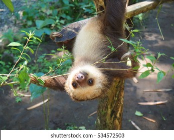 Two Toed Sloth, Baby 