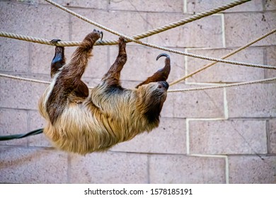 Two Toed Sloth Crawling Across Some Rope