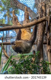 Two Toed Sloth Hanging On A Tree.