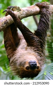 Two Toed Sloth Hanging On Tree