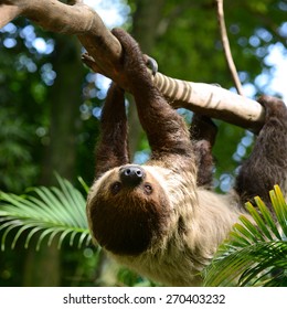 Two Toed Sloth Hanging On Tree