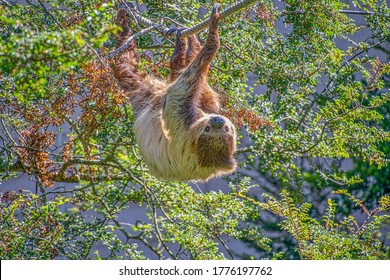Two Toed Sloth Slowley Crawling Along Some Rope