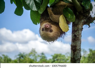 Two Toed Sloth In A Tree