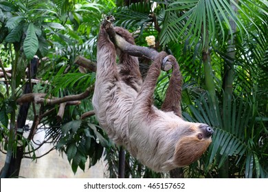 Two Toed Sloth. The World Slowest Mammal