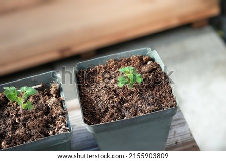 Two Tomato seedling acclimating or harden off to sun and temperature. Top view. Young Red Robin Tomato plant seedling in small pot, soon ready to plant. Gardening concept. Selective focus.