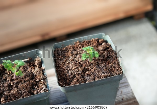 Two\
Tomato seedling acclimating or harden off to sun and temperature.\
Top view. Young Red Robin Tomato plant seedling in small pot, soon\
ready to plant. Gardening concept. Selective\
focus.