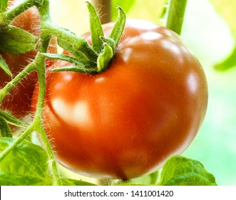 Two Tomatoes Growing on Plant, Home Gardening, Homegrown Ripe Red Tomatoes are on the Green Foliage Background
