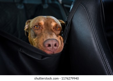 Two tone brown dog riding in the backseat of a car, view from inside car, black seats and seat protector
