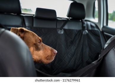 Two Tone Brown Dog Riding In The Backseat Of A Car, View From Inside Car, Black Seats And Seat Protector
