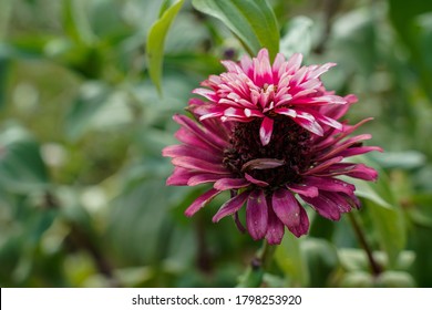 5 Hidden dragon zinnia Images, Stock Photos & Vectors | Shutterstock