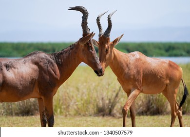 Two Topi In Uganda