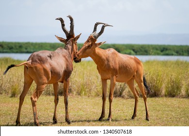 Two Topi In Uganda