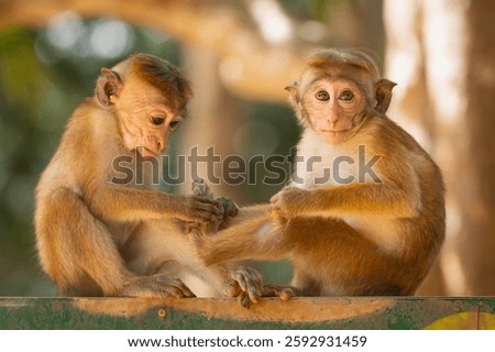 two toque macaques - Macaca sinica sitting on post. Photo from Wilpattu National Park in Sri Lanka.  Monkey endemic to Sri Lanka.