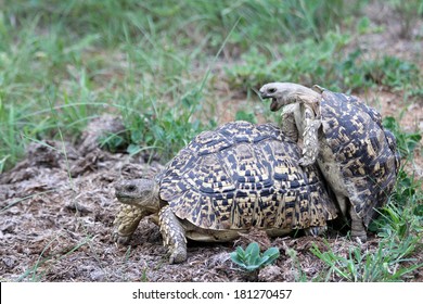 Two tortoises mating - Shutterstock ID 181270457