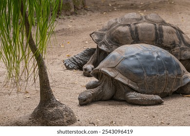 Two tortoises resting peacefully in a natural sandy environment, with a tree nearby, showcasing the serenity and beauty of wildlife in their habitat. - Powered by Shutterstock