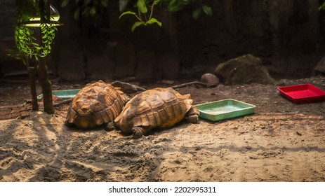 Two Tortoises In A Zoo Cage