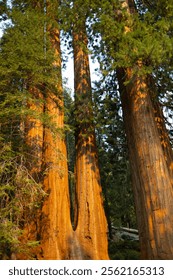 Two towering sequoia trees stand majestically in a sunlit forest during a clear day in California's national park