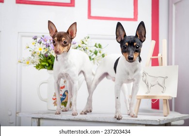 Two Toy Fox Terrier