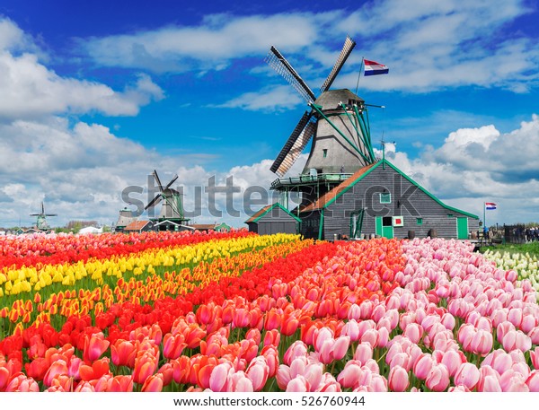 オランダの春の日にチューリップの列を持つ2つの伝統的なオランダ風車 の写真素材 今すぐ編集
