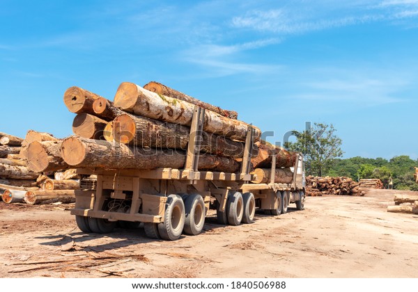 Two trailer truck (road\
train) loaded with wood logs extracted from an area of brazilian\
Amazon forest.