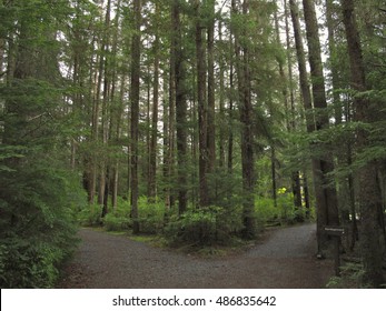 Two Trails Diverging In Sitka National Historical Park, Sitka, Alaska