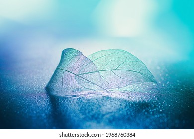 Two transparent skeleton leaves macro on wet surface on blue background in nature with beautiful light.