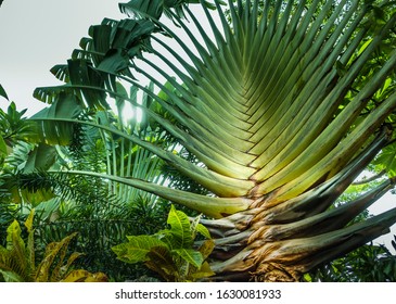 Two traveller's palms with fan like leaves in rainforest, one is very big and powerfull at the front and another much younger in the background. Sunset shines through those two palms. Bali, Indonesia