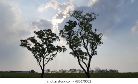 two tree with a blue sky