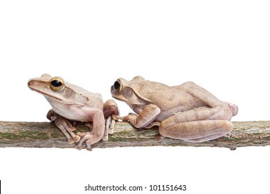 Two, tree frog on dry branch