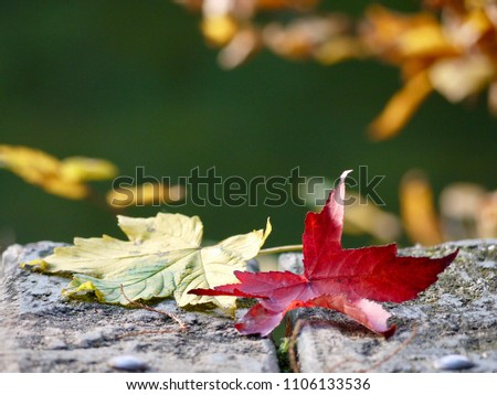 Two tree leaves on a bench, autumn - Paris / Deux feuilles d'arbre sur un banc, automne - Paris
