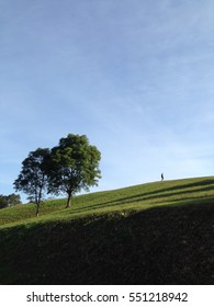 Two tree and one man on the green hill