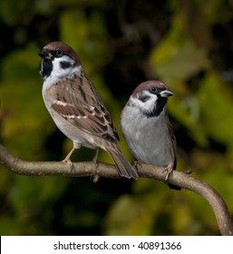 bros Op het randje Grace Two Tree Sparrows On Branch Stock Photo (Edit Now) 40891366